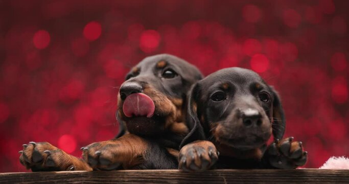 couple of two sweet teckel dachshund puppies licking nose while laying and resting in a wooden box in front of red lights background