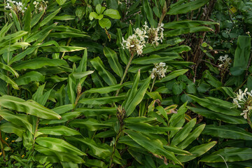 Hedychium flavescens is a perennial flowering plant from the Zingiberaceae (the ginger family). cream garland-lily. yellow ginger. Tantalus Drive HONOLULU Oahu Hawaii
