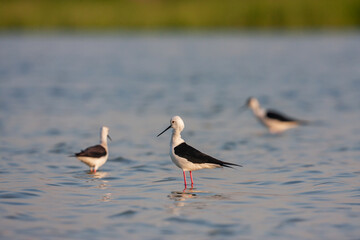 A group of Black-winged Stilt (Himantopus himantopus) feeding in the lake