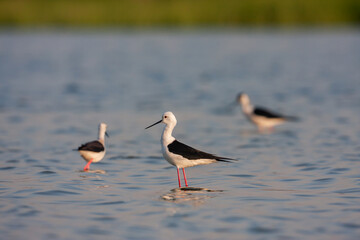 A group of Black-winged Stilt (Himantopus himantopus) feeding in the lake