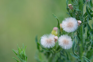 Erigeron sumatrensis is an annual herb. Guernsey fleabane.  fleabane, tall fleabane, broad-leaved fleabane, white horseweed, and Sumatran fleabane.