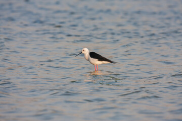 Black-winged Stilt (Himantopus himantopus) feeding in the lake