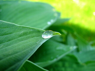 Dew drops of rain on a green leaf