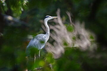The grey heron (Ardea cinerea) is a long-legged predatory wading bird of the heron family, Ardeidae, native throughout temperate Europe and Asia and also parts of Africa. Artistic wildlife photo. 