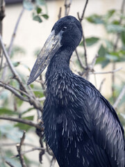 Naklejka premium African openbill, Anastomus lamelligerus, a relatively large stork with a massive beak