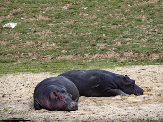 Two hippopotamus Hippopotamus amphibius, lying on the shore and resting