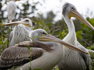A group of pink-backed pelican, Pelecanus rufescens, sitting in the branches