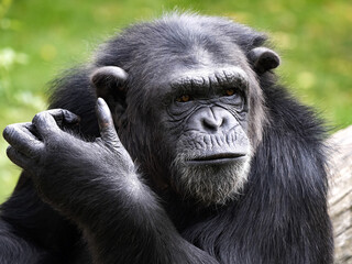 Portrait of a male African Chimpanzee, Pan troglodytes, watching the surroundings hostilely