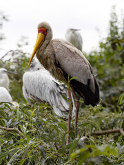 The Yellow-billed Stork, Mycteria ibis, stands in the branches of a tree