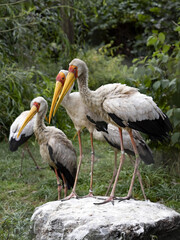 A group of Yellow-billed Stork, Mycteria ibis, stands on a large boulder