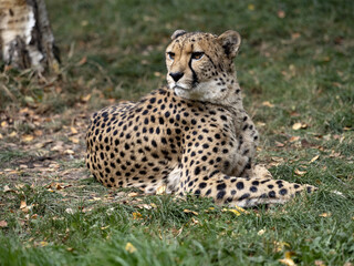 Cheetah, Acinonyx jubatus, lies on the ground and observes the surroundings