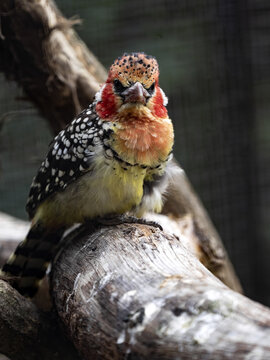 The red-and-yellow barbet, Trachyphonus erythrocephalus, is brightly colored, dying in all colors
