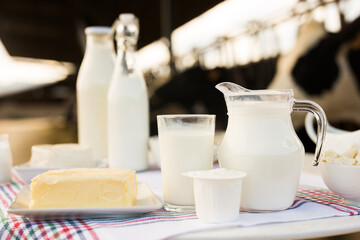 dairy products on table against the background of herd of cows in barn