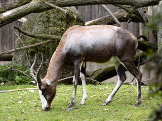 Fototapeta premium Blesbok, Damaliscus phillipsi, grazes on green grass