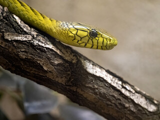 The Green Mamba, Dendroaspis angusticeps intermedius, is one of the most venomous snakes - portrait