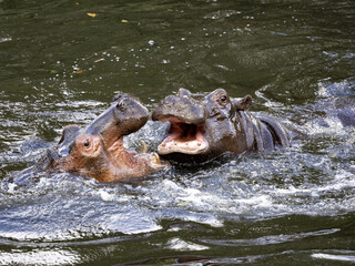 Fototapeta premium The mother of the hippopotamus Hippopotamus amphibius, teaches the son how to defend the harem in the future