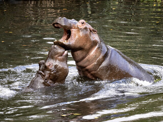 The mother of the hippopotamus Hippopotamus amphibius, teaches the son how to defend the harem in...