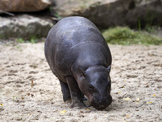 The pygmy hippopotamus, Choeropsis liberiensis, searches the ground for food