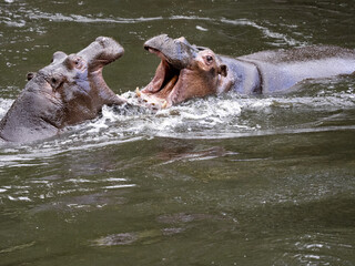 The mother of the hippopotamus Hippopotamus amphibius, teaches the son how to defend the harem in the future
