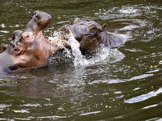 The mother of the hippopotamus Hippopotamus amphibius, teaches the son how to defend the harem in the future