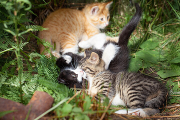 Kitten on green grass outdoors