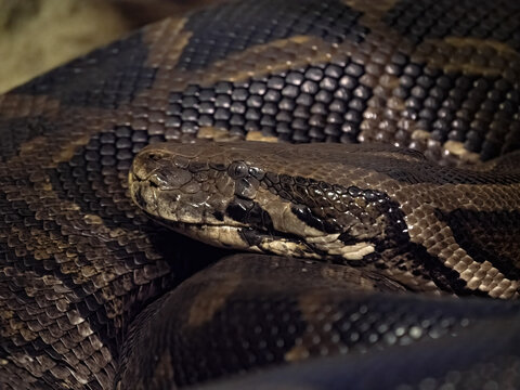 The African rock python, Python sebae, is the largest African snake-portrait