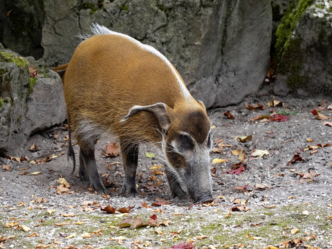 An adult male Red river hog, Potamochoerus porcus porcus, looking for food on the ground.
