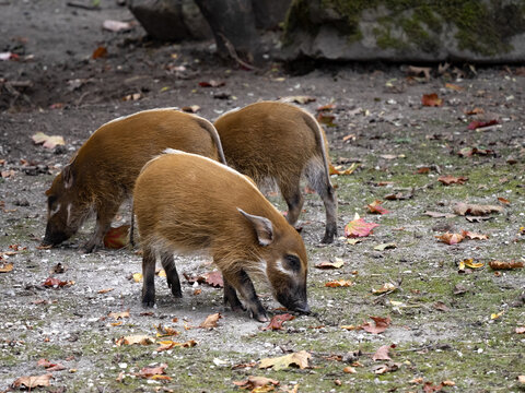 Red river hog piglets, Potamochoerus porcus porcus, looking for food on the ground.