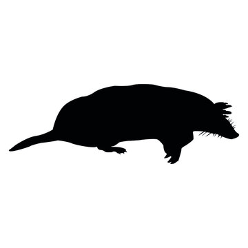European mole Silhouette, Talpa europaea, Animal Vector Illustration