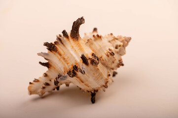 Seashell on a white background, not isolated, close-up, selective focus.