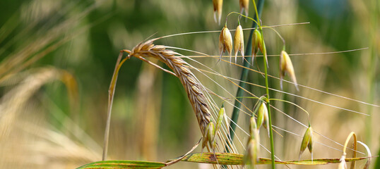 ear, straw, grow, sunny, outdoors, sunlight, organic, food, countryside, harvest, wheat, agriculture, yellow, field, cereal, grain, season, farm, golden, rural, closeup, farmland, rye, landscape, grow © Stepanych
