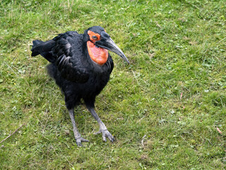 The male Southern ground Hornbill, Bucorvus leadbeateri, has distinct red spots on its head