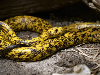 Cape cobra, Naja nivea, is relatively common in South Africa