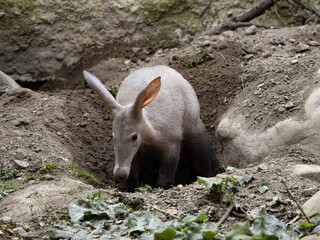 Aardvark, Orycteropus afer, carefully explores the surroundings of its spacious burrows