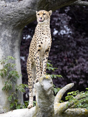 Cheetah, Acinonyx jubatus stands high on a trunk and rests around