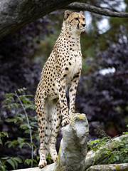 Cheetah, Acinonyx jubatus stands high on a trunk and rests around