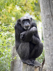 African Chimpanzee, Pan troglodytes, sitting on a trunk and holding a small stick in its mouth