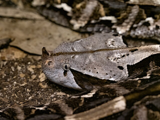 Gaboon viper, Bitis gabonica rhinoceros, is one of the largest venomous snakes. Portrait