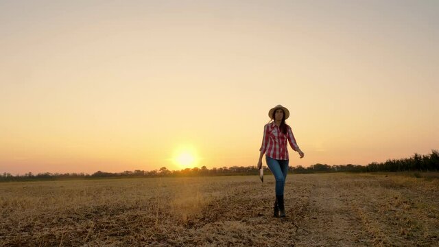 farmer walks at sunset. farming. farmer silhouette. female farmer with digital tablet in her hands, walking through a mown field, at sunset or the rising sun. agriculture farming business concept.
