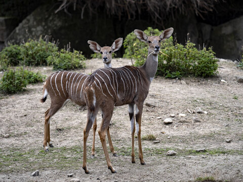 Two Females Of The Lesser Kudu, Tragelaphus Imberbis, Observe The Surroundings