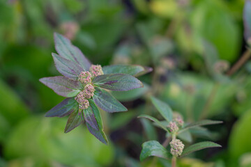 Euphorbia hirta (sometimes called asthma-plant[3]) is a pantropical weed, originating from the tropical regions of the Americas.