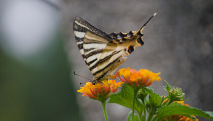 Borboleta pousada numa flor, cores brancas, pretas, riscas, polonização