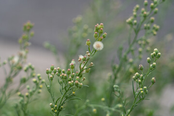 Erigeron sumatrensis is an annual herb. Guernsey fleabane.  fleabane, tall fleabane, broad-leaved fleabane, white horseweed, and Sumatran fleabane.