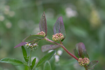 Euphorbia hirta (sometimes called asthma-plant[3]) is a pantropical weed, originating from the tropical regions of the Americas.