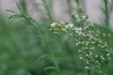 Erigeron sumatrensis is an annual herb. Guernsey fleabane.  fleabane, tall fleabane, broad-leaved fleabane, white horseweed, and Sumatran fleabane.