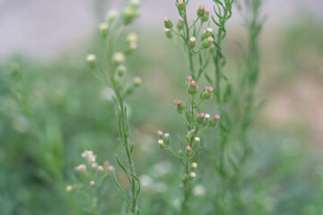 Erigeron sumatrensis is an annual herb. Guernsey fleabane.  fleabane, tall fleabane, broad-leaved fleabane, white horseweed, and Sumatran fleabane.