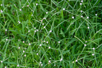 Kyllinga nemoralis, the white water sedge or whitehead spikesedge, is a plant species in the sedge family, Cyperaceae.