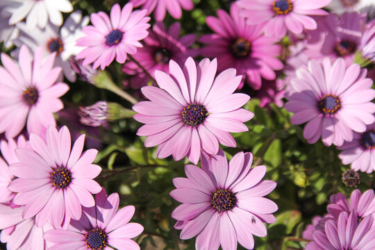 beautiful pink spanish marguerite flowers closeup in the garden in springtime