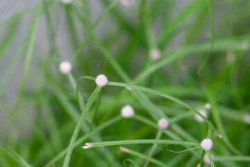 Kyllinga nemoralis, the white water sedge or whitehead spikesedge, is a plant species in the sedge family, Cyperaceae.