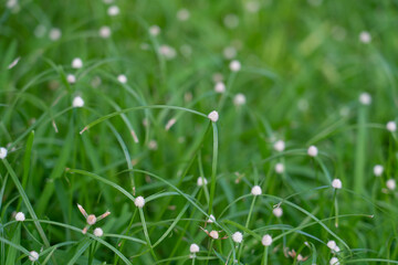 Kyllinga nemoralis, the white water sedge or whitehead spikesedge, is a plant species in the sedge family, Cyperaceae.